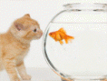 /album/animais-foifinhos/a658-gif/