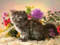 /album/animais-foifinhos/a724-gif/